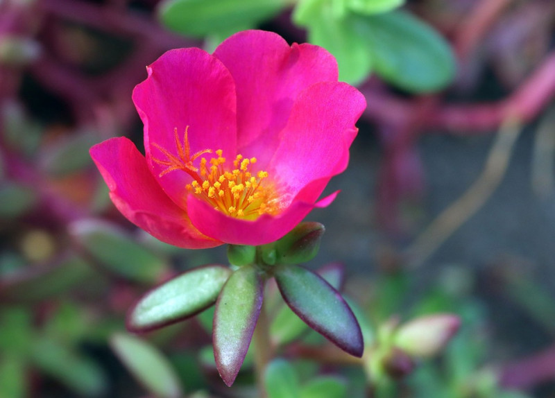 purslane-portulaca-zomerbloeiers-perkplanten-weinig-water-volle-zon