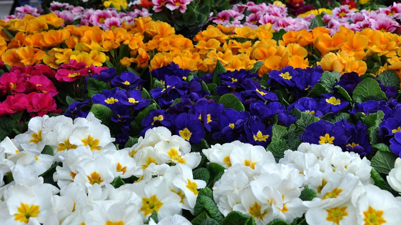 primula-soorten-kleuren-bloeitijden