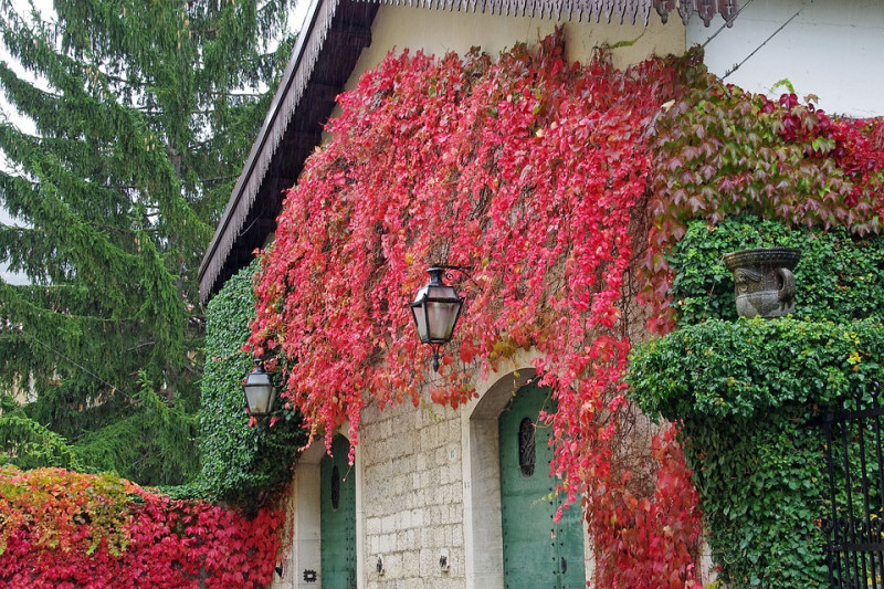 halfschaduw-klimplanten-die-verkleuren-herfst-oranje-rood-geel-bladhoudend-bladverliezend-schaduwklimplant