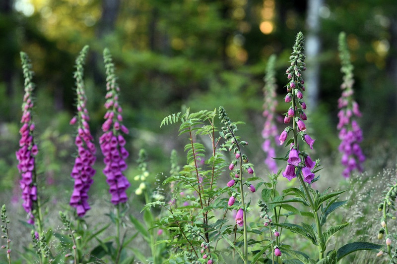 Schaduwplanten,tuin,op,noorden,noordwesten,borderplanten,geschikt,voor,schaduw,tuin,weefplant,uitstekende,sprieterige,planten