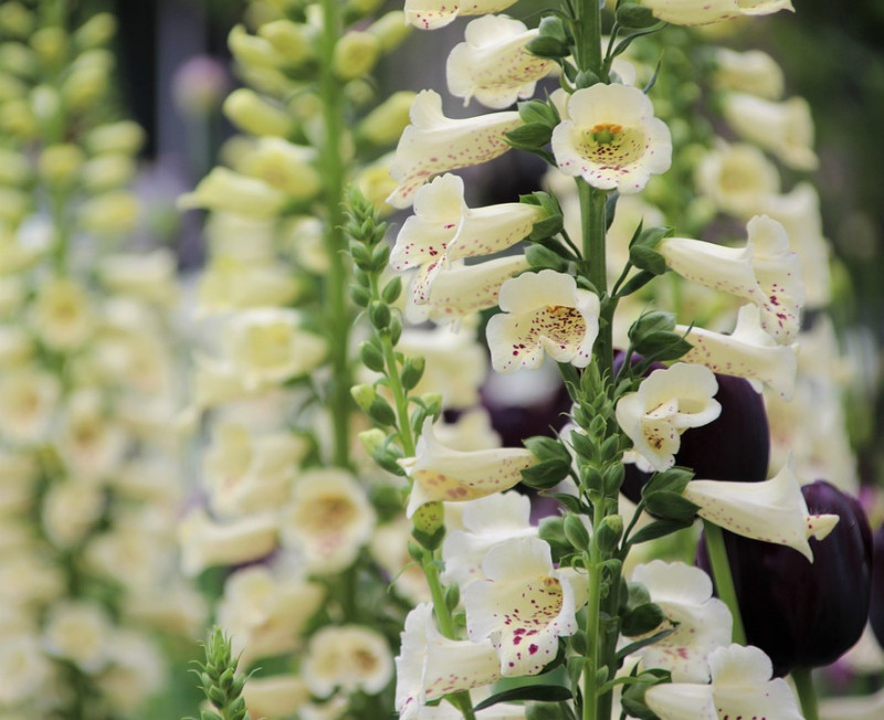 schaduwplanten-bosrand-onder-bomen-tussen-wortels-halfschaduw-niet-woekerend-standplaats-idee-borderplanten-schaduw