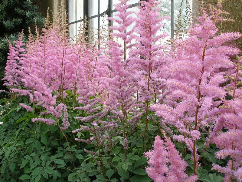 schaduwplanten-die-bloeien-vaste-planten-tuin-schaduwtuin-beplanting-schaduwtuinen-voorbeeld-tuininrichting