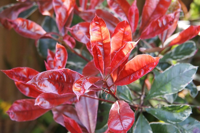 Haagplant, schaduwsoorten, bloeiend, rood, blad, schaduwtuin, schaduwplanten, 