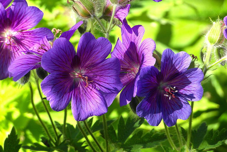 verschil geranium pelargonium herkennen en waarom deze verwarring