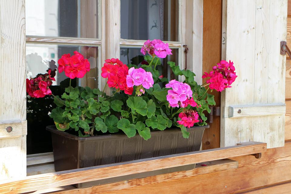 verschil geranium pelargonium