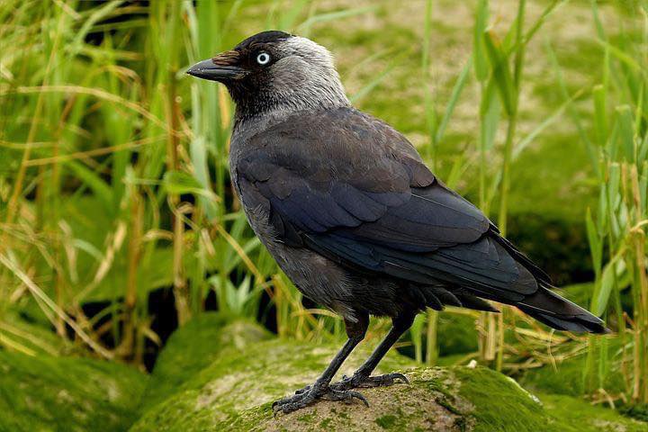 verschil-kraaiachtige-vogels-in-de-tuin-kauw-kraai-raaf-roeken-Herkennen