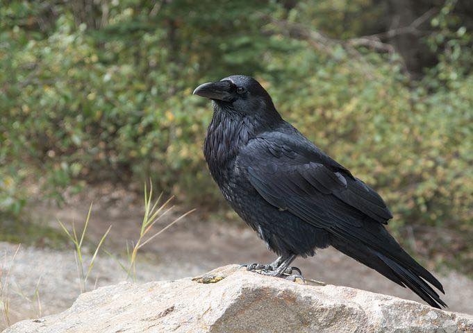 verschil-kraaiachtige-vogels-in-de-tuin-kauw-kraai-raaf-roeken-determineren