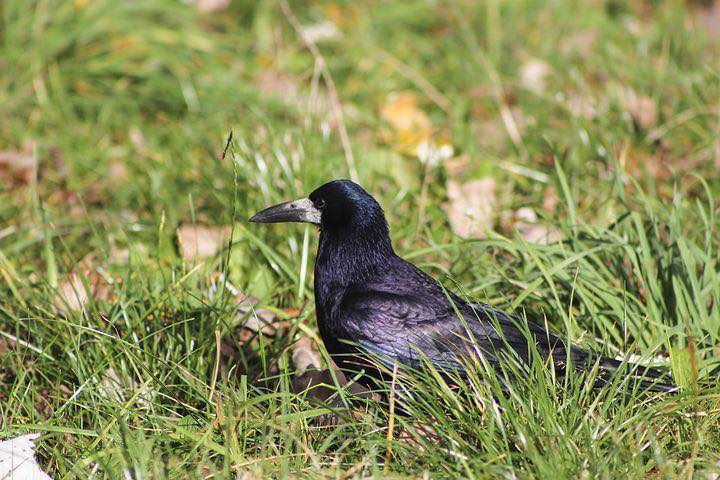 verschil-kraaiachtige-vogels-in-de-tuin-kauw-kraai-raaf-roeken