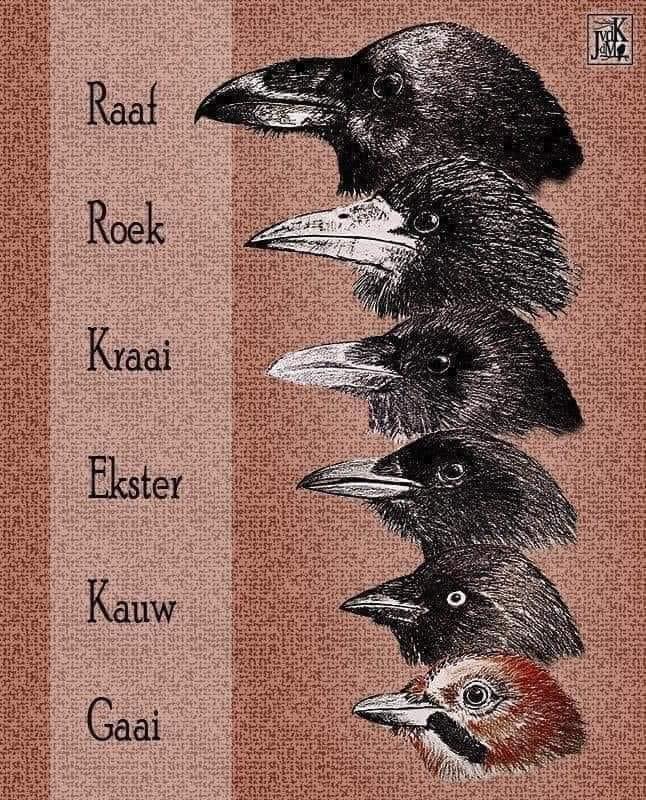 verschil-kraaiachtige-vogels-in-de-tuin-kauw-kraai-raaf