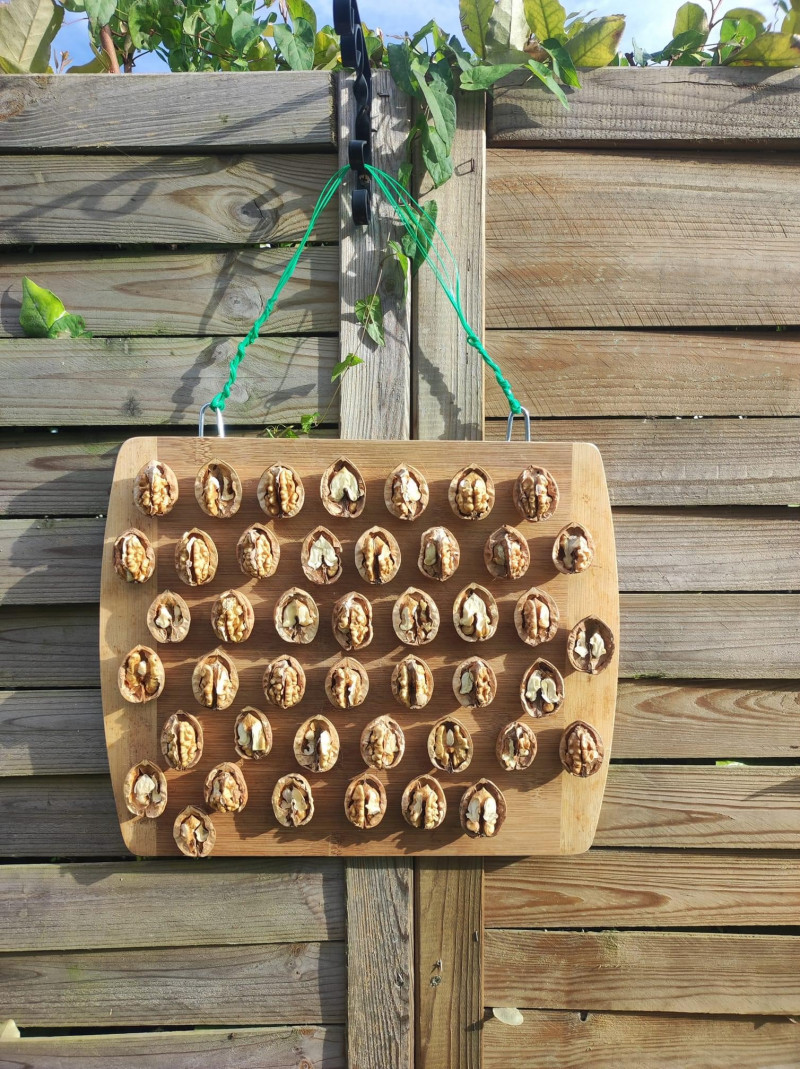 Vogelvoederplank van walnoten op een plank geplakt met lijm vogels voeren met noten Vogel-voederplank-DiY-zelfmaakidee-zaden-noten