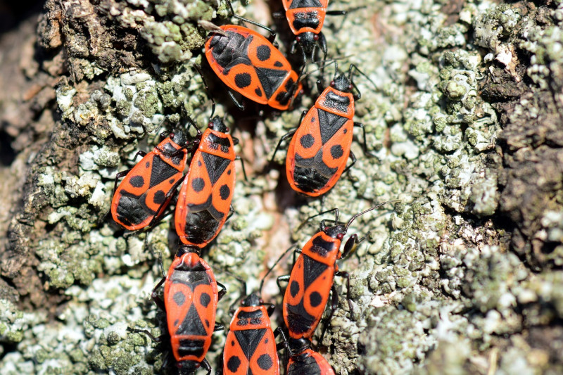 Zwart oranje insecten 