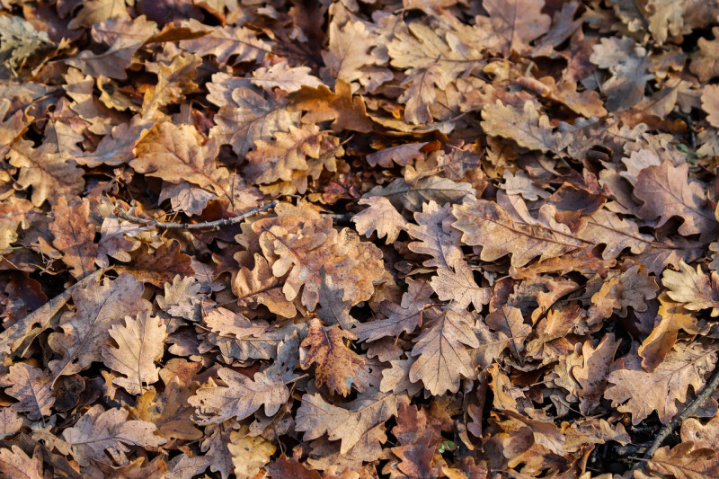 herfstbladeren-hergebruiken-voor-voeding-compost-in-tuin-met-bladaarde-najaar