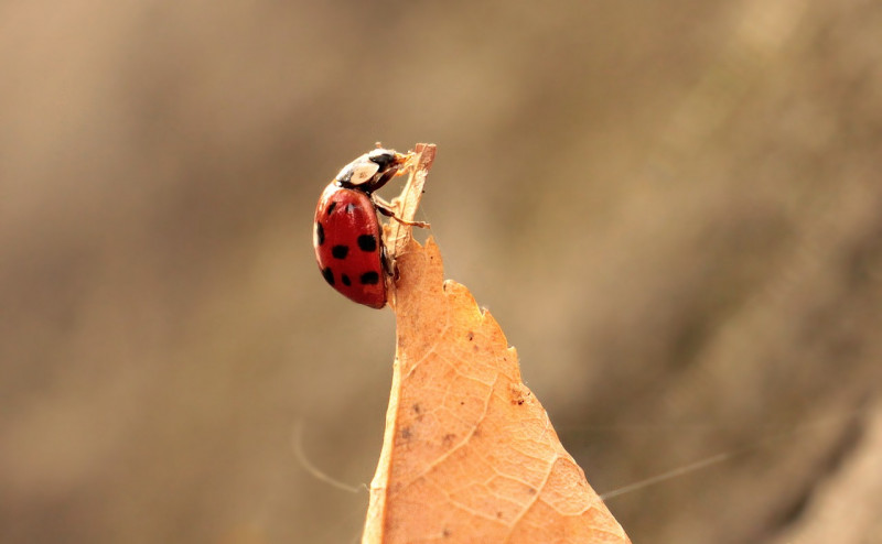 herfstbladeren-in-de-tuin-laten-liggen-voor-insecten-egels-muizen-slakken-vlinders-is-een-goed-idee