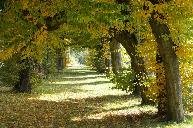 Carpinus-abc-bomen-snoeiperiode-tijdstip-wanneer