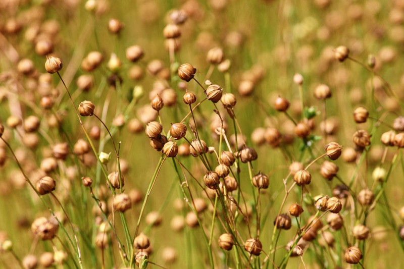 Zaaddozen-van-vlas-multifunctionele-planten-natuurlijke-planten-tuinen