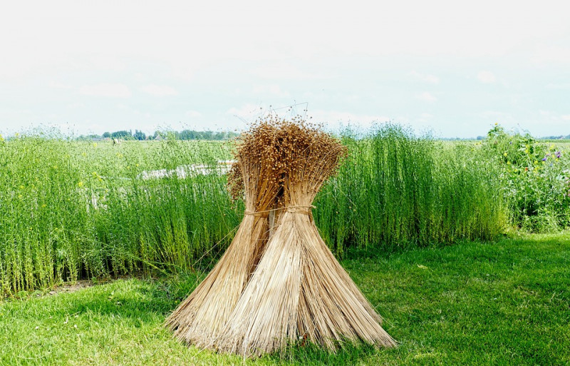 vlasschoven-korenschoven-favoriete-tuinplanten-die-je-kan-gebruiken-voor-meerdere-doeleinden