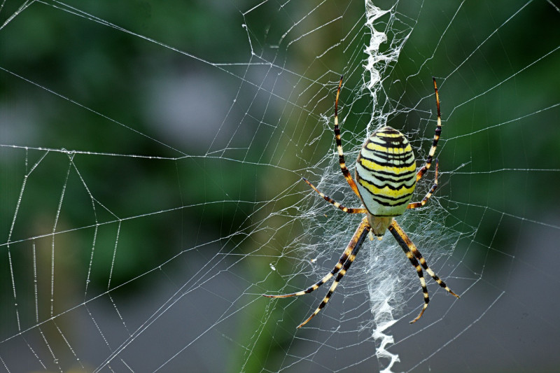 Spin geel met zwart gestreept 
