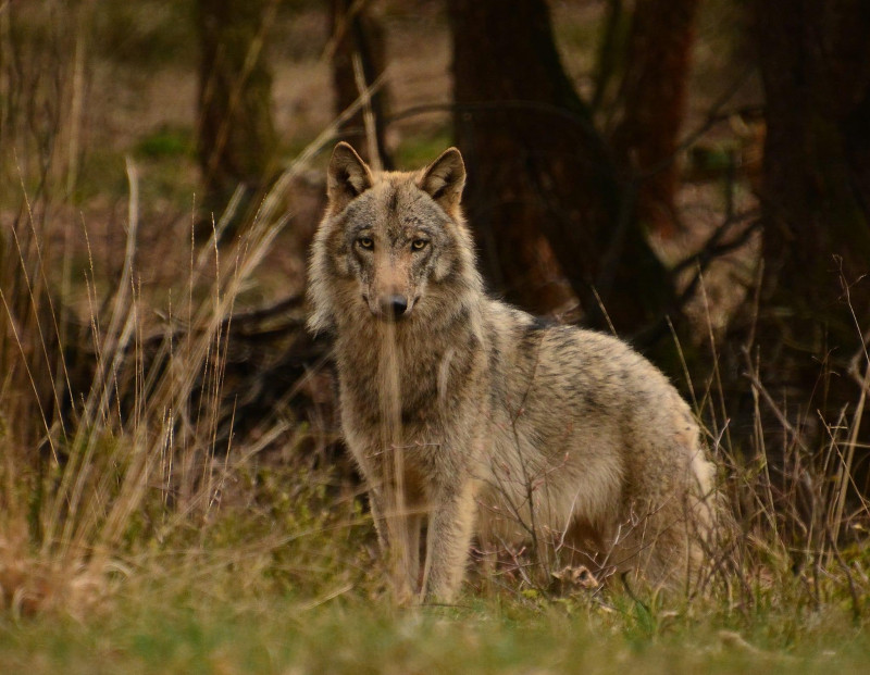 Wolf-voordelen-natuur-stimulans-biodiversiteit 