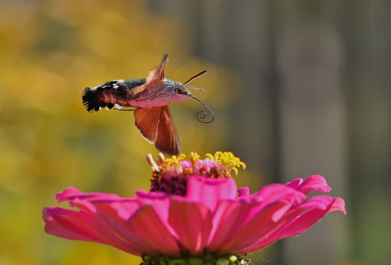 bloemen-tuin-waar-kolibri-vlinders-op-af-komen