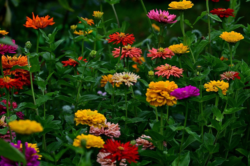 zinnias-soorten-kleuren-vormen-bloemen