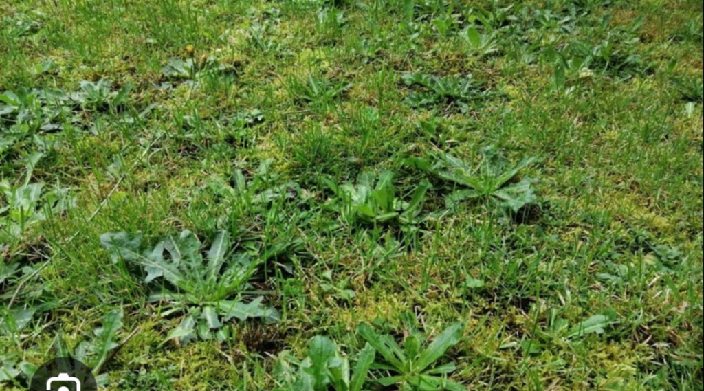Afbeelding bij Oude graszoden verwijderen