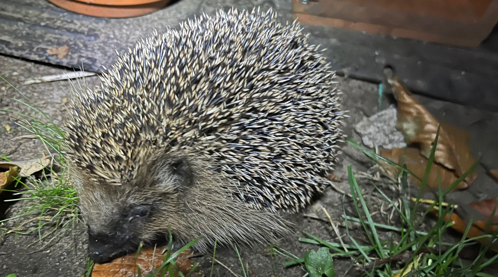 Afbeelding bij Egel opvang