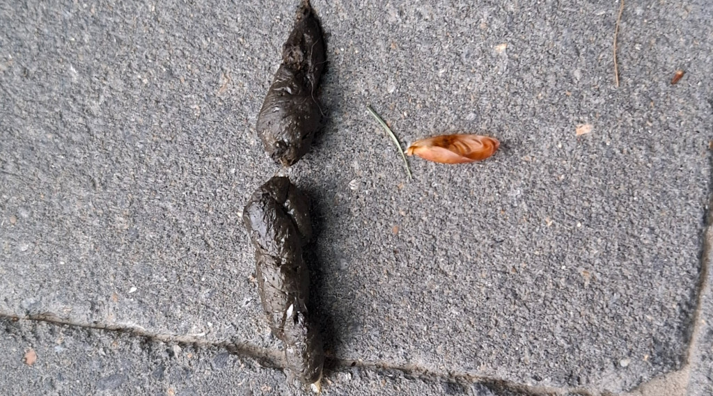 Afbeelding bij Uitwerpselen