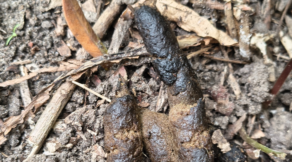 Afbeelding bij Van welk dier is deze poep