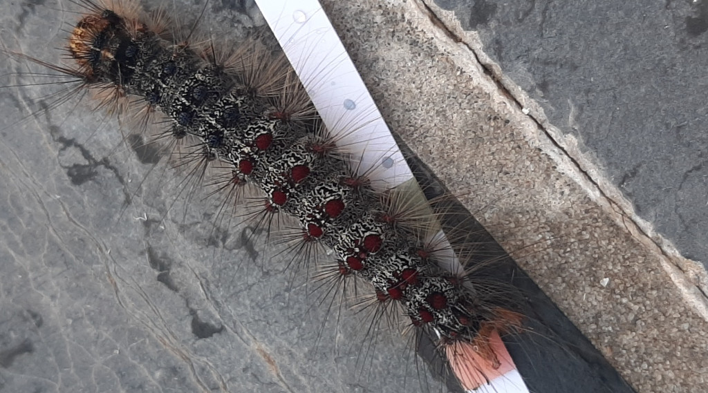 Afbeelding bij Rups
