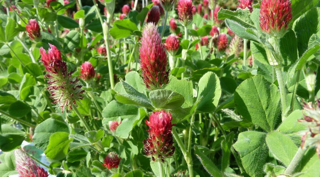 Afbeelding bij Welke biologische groenbemester moet ik kiezen?