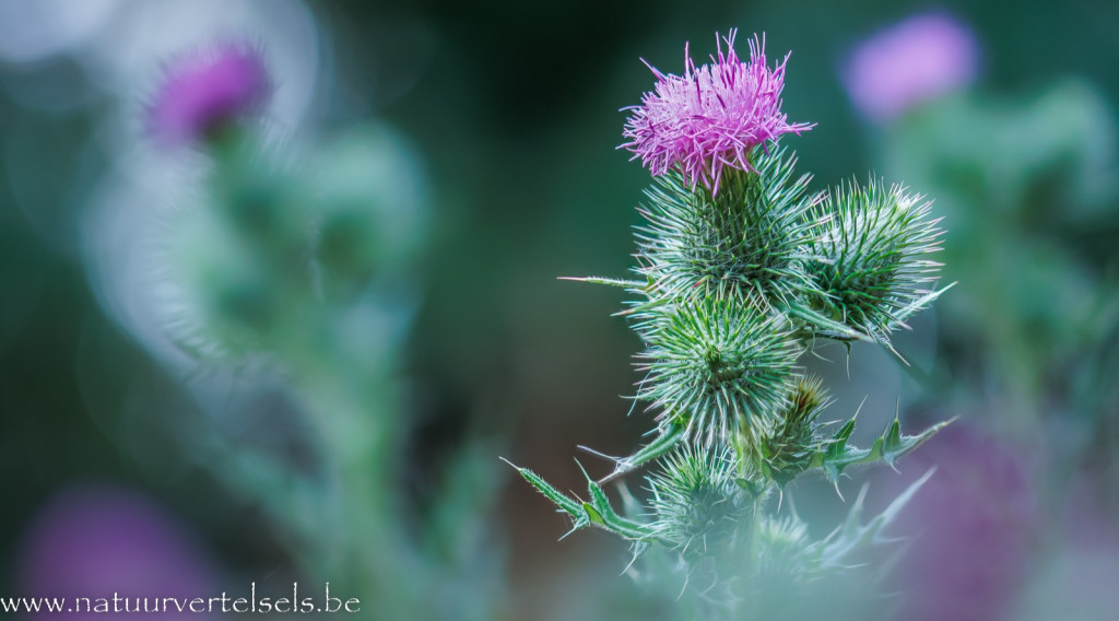 Afbeelding bij Hier wordt er van alles mogelijk!