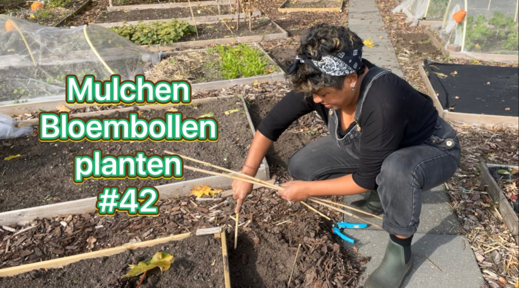 Afbeelding bij Mijn moestuin avontuur! Bekijk mijn vlog over mulchen en bloembollen planten.
