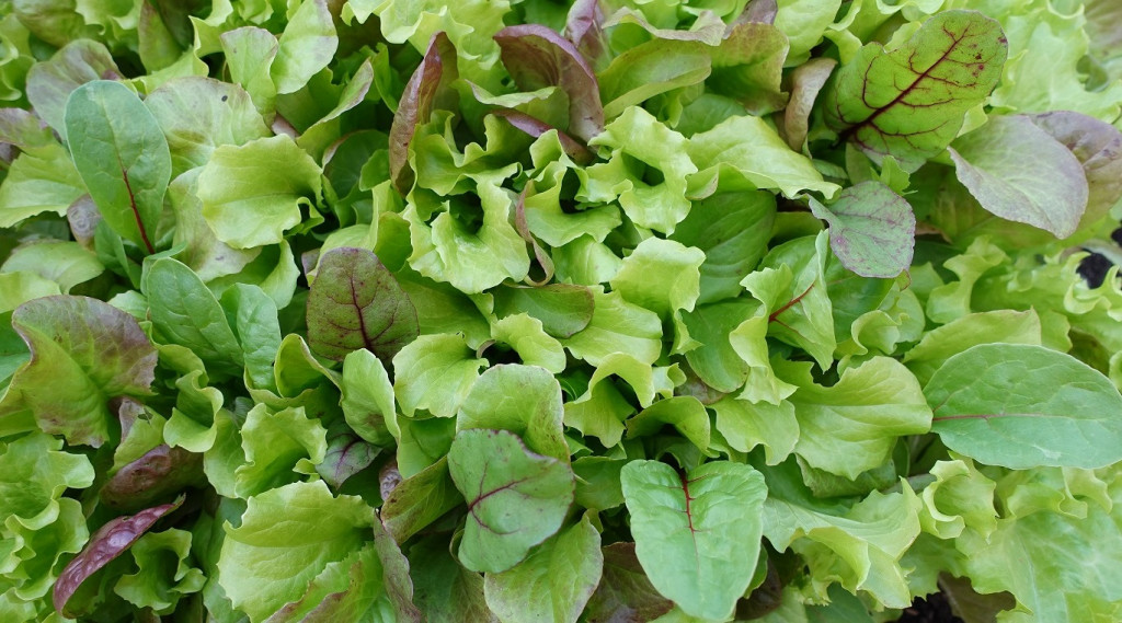 Afbeelding bij Deze 5 gewassen moet je kweken in 2023