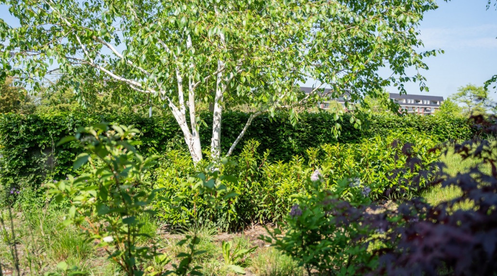 Afbeelding bij Een beplantingsplan maken? Zo doe je dat in 5 stappen