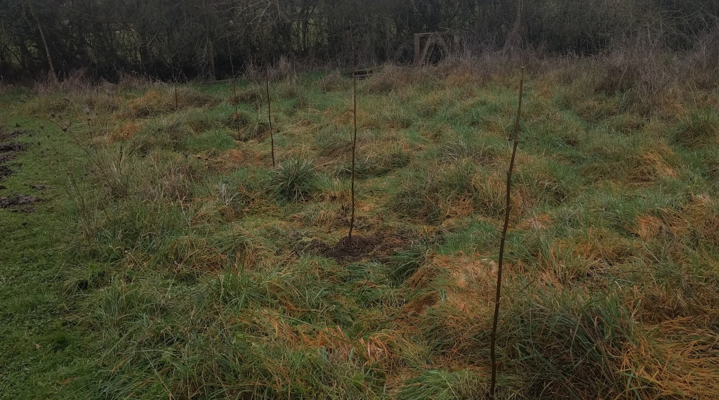 Afbeelding bij Het platanen experiment