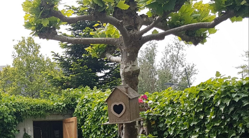 Afbeelding bij Het platanen experiment