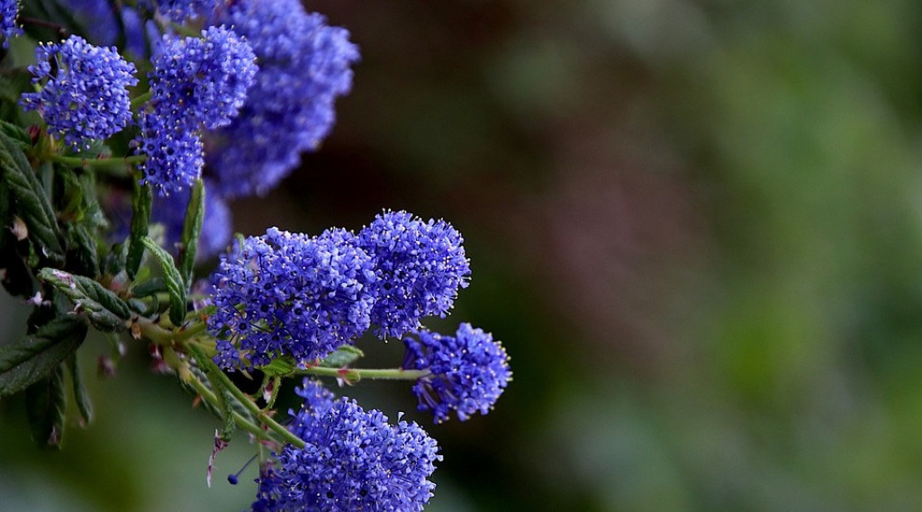 Afbeelding bij Amerikaanse sering - Ceanothus 'Concha'