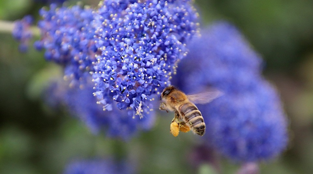 Afbeelding bij Amerikaanse sering - Ceanothus 'Concha'
