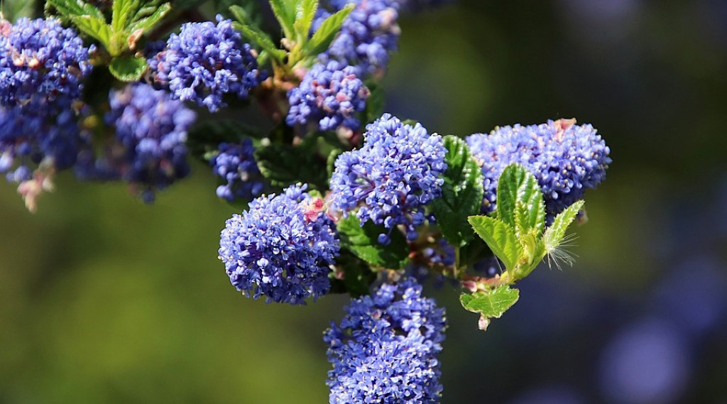 Afbeelding bij Amerikaanse sering - Ceanothus 'Concha'