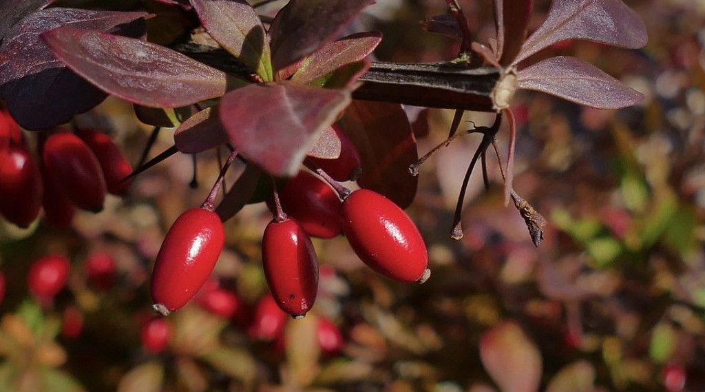 Afbeelding bij Zuurbes - Berberis ott. 'Superba'