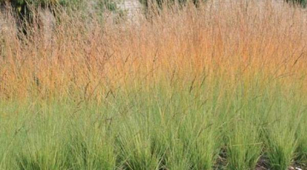 Afbeelding bij Pijpenstrootje - Molinia arundinacea 'Skyracer'