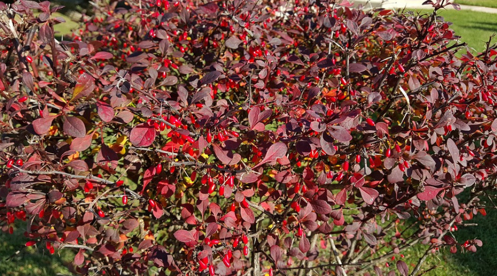 Afbeelding bij Zuurbes - Berberis ott. 'Superba'