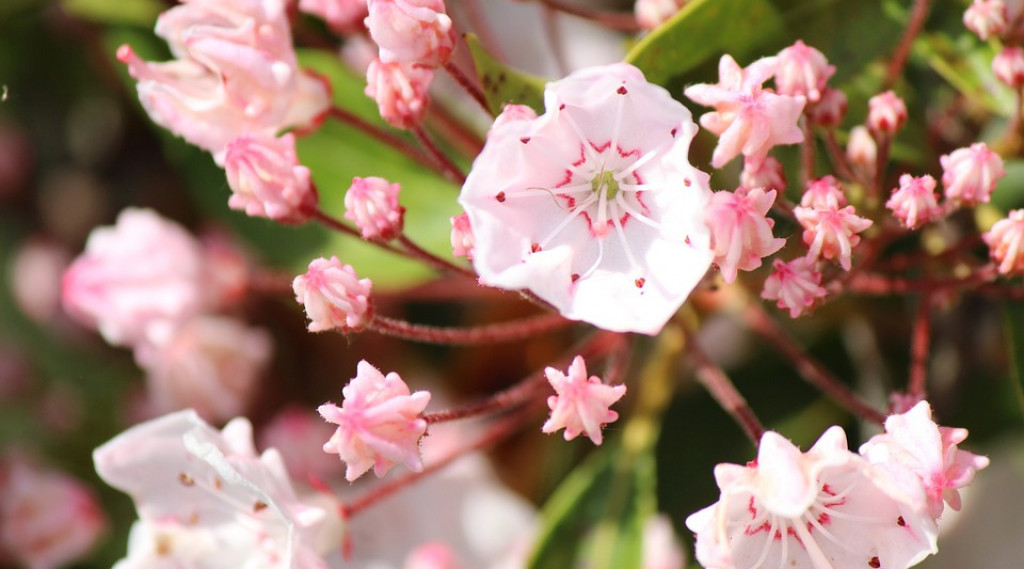 Afbeelding bij Lepelboom - Kalmia polifolia