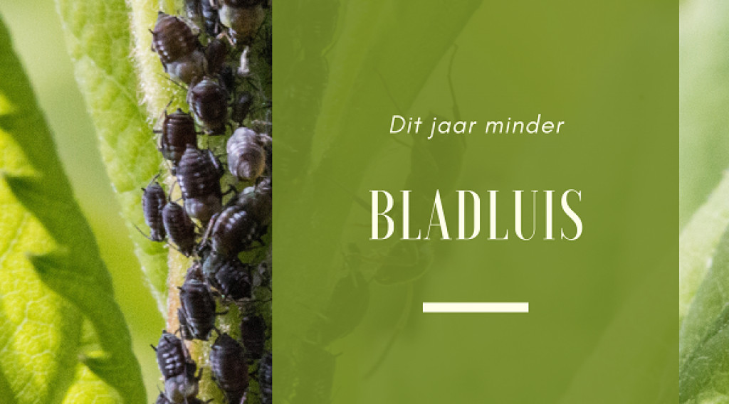 Afbeelding bij bladluis verminderen