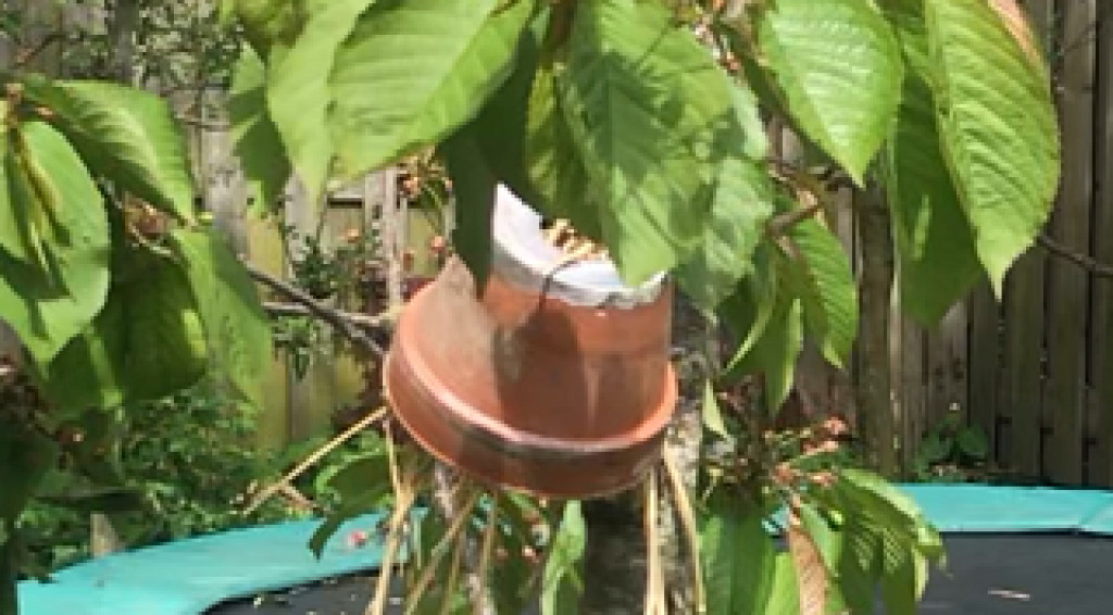 Afbeelding bij bladluis verminderen