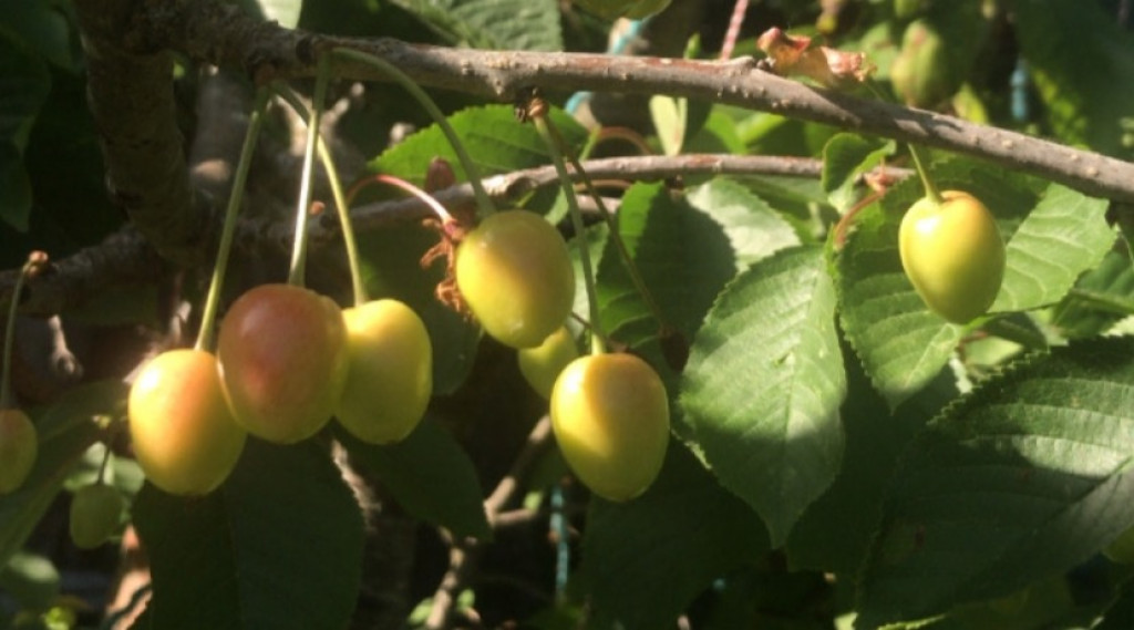 Afbeelding bij bladluis verminderen