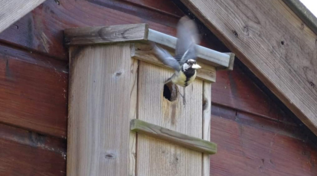 Afbeelding bij Nestkastjes voorjaars geluk