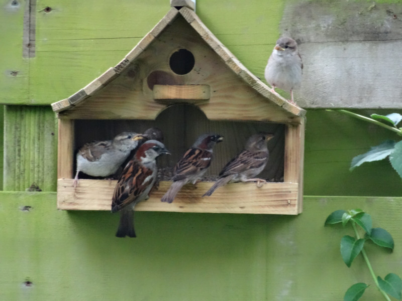 nestkastjes-voederhuisjes-mussen-koolmezen-waar-grote-vogels-niet-in-kunnen-vliegen