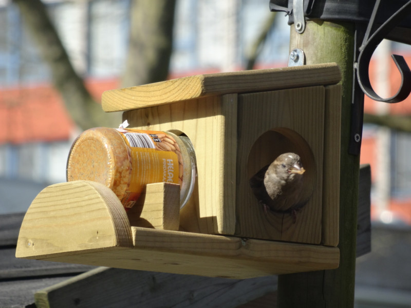 pindakaasvogelvoer-beschermen-tegen-grote-vogels