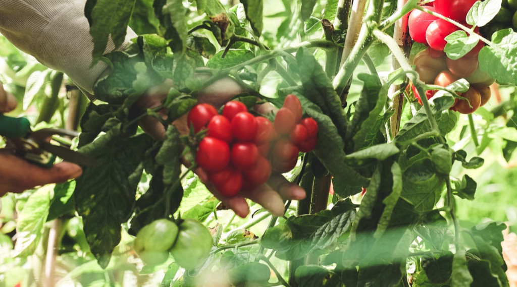 Afbeelding bij Heirloom tomaten, een wereld van verschil